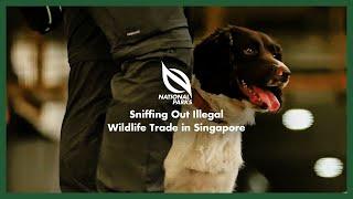 NParks Portraits  Sniffing Out Illegal Wildlife Trade in Singapore