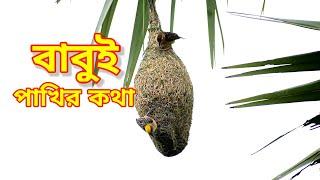 বাবুই পাখি