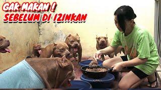 ANJING PINTAR DAN DISIPLIN  ANTRI MAKANAN DENGAN TERTIB  FUNNY DOG VIDEOS #hewiepitbull