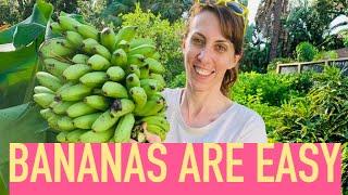 GROWING BANANAS IS EASY Growing Food is Easy