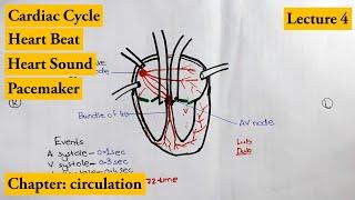 Cardiac Cycle complete explanation  Chapter Circulation  Video # 4