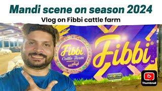 Mandi Vlog A Close-Up Look at Fibbi Cattle Farm in 2024