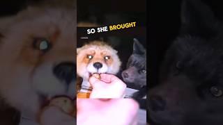 This girl gave a fox an egg and this happened...  #animals #fox #wholesome