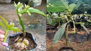 BEST NATURAL ONION HORMONE FOR AVOCADO TREE GRAFTING  How to graft avocado