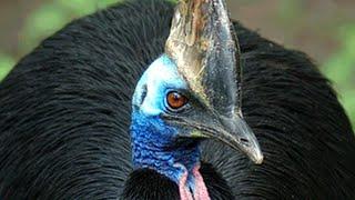 Cassowary kickboxing tree David Fleays Wildlife Park