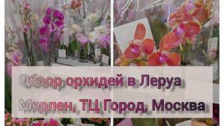 Обзор орхидей в Леруа Мерлен ТЦ Город Москва#обзор#орхидеи#orchid#plants#original