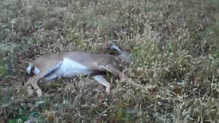 6 point deer kill