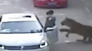 Tiger Attack  Woman Dragged From Car GRAPHIC VIDEO