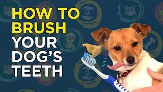 How to Brush Your Dogs Teeth - VetVid Dog Care Video