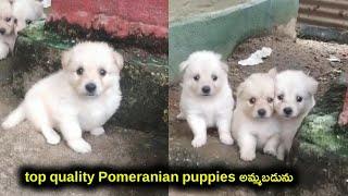 top quality Pomeranian puppies for sale in telugu9959995065aj pets