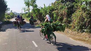 village people collecting firewood and transporting rural lifestyle vlog