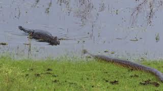 Anaconda meets Caiman Ibera