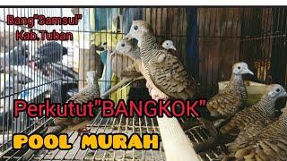 hargaGROSIRterbaruperkututBANGKOKdi toko burung bang Samsul kab.Tuban@bangsamsultuban7336