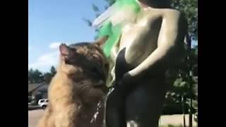 cat drink water