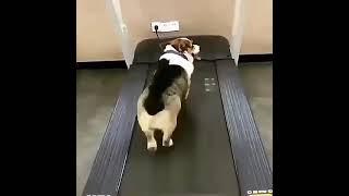 Koşu bandında spor yapan komik köpek