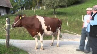 Viehschau in der Hirschmatt bei Guggisberg Herbst 2014