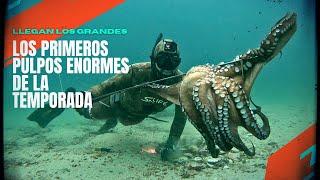 PESCA SUBMARINA PULPOS ENORMES EN GALICIASPEARFISHING BIG OCTOPUS