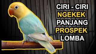 13 Ciri Lovebird NGEKEK PANJANG dan PROSPEK LOMBA