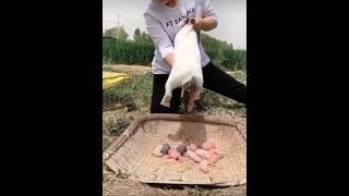 Amazing rabbit giving birth #rabbitgivingbirth #shorts #viral