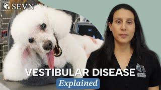 Vestibular Disease in Dogs  Signs Diagnosis Causes and Treatment