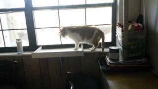 SCARING A CAT WITH AIRHORN 3