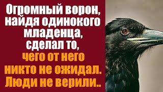 Огромный ворон нашел одинокого младенца. То что он сделал не ожидал никто.. Люди не верили своим..