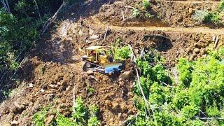 Insane Work  Caterpillar D6R XL Bulldozer Clearing Wood and Forest for Peoples Plantation