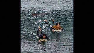 Caught on Camera Shark bites surfers leg in Australia