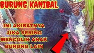 KANIBALISME BURUNG BUT BUT SADIS DAN KEJAM