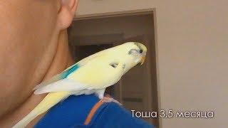 Привыкание и пение волнистого попугая Тоши в 3.5 месяца