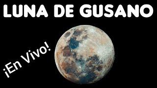 Luna de Gusano ¡En Vivo