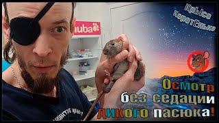 Дикий пасюк осматривается без седации.  Беся и Лешик у ветеринара.  Wild Rats 