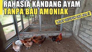 RAHASIA KANDANG AYAM TANPA BAU AMONIAK 