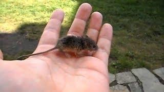 Little Vole - Mała mysz polna