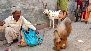 Bandar ka khel  Bandar ka tamasha  बंदर का खेल  monkey full drama  monkey funny video