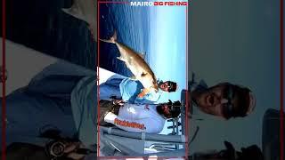 MAIRO BIGFISH   GIANT AMBERJACK  #SHORTS