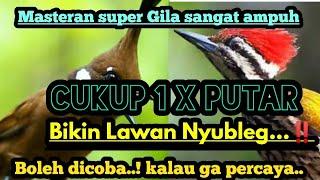 JARANG ADA ‼️MASTERAN Cililin sambung pelatuk DURASI PANJANG SUARA JERNIH...bikin lawan nyubleg..