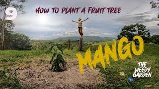 PLANTING A MANGO TREE - on top of a wallaby