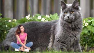 Top 5 Biggest Cat Breeds in the World