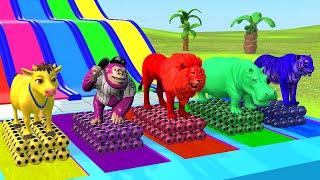 Choose The Right Slide Game with Cow Gorilla Lion Hippo Tiger Animal Crossing Fountain Cartoon