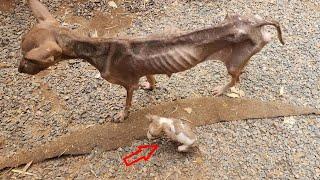 Mom and her puppy wandered beside the road severe emaciated crying begging people for help