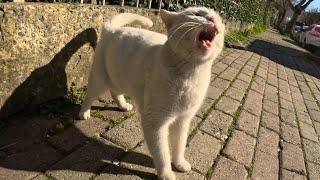 When you travel 2 hours to see Angry White Cat and this happens…