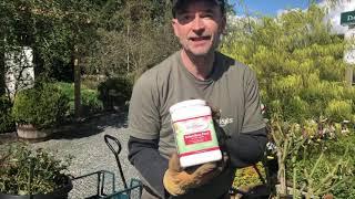 Growing Roses in Containers