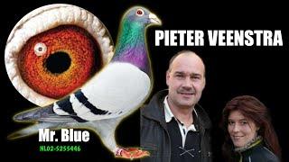 Top Quality Pigeons of PIETER VEENSTRA - Mr. Blue Dolce Vita Return Flojo