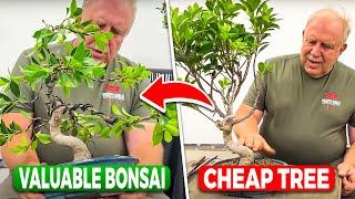 How to increase the value of your Ficus bonsai