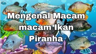 Mengenal Macam Macam Ikan Piranha