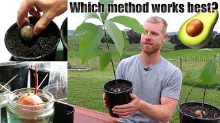 The BEST Way To Grow Avocado From Seed  0 - 5 Months of Growth