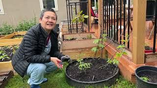 清早菜园 两老一起劳作  摘小油菜 种盆栽生菜 辣椒瓜修枝 种南瓜【Garden Time 田园生活分享】2023 5