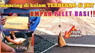 mancing galatama ikan mas dengan umpan pelet basi ‼️ #GP-101