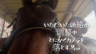 馬がカメラを落とすだけの動画w